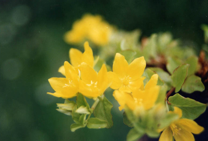 Lysimachia nummularia en fleurs sur les bords de ruisseaux dans une prairie humide
